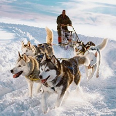 Husky Dog Sledding | Daytime Activities, Experiences, Tours and Events | Weekend In Riga | Quick Quote | Weekend In Riga